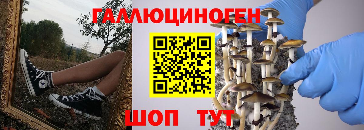 Дзержинский  где купить наркоту  Вход с VPN  Псилоцибиновые грибы Psilocybe 
